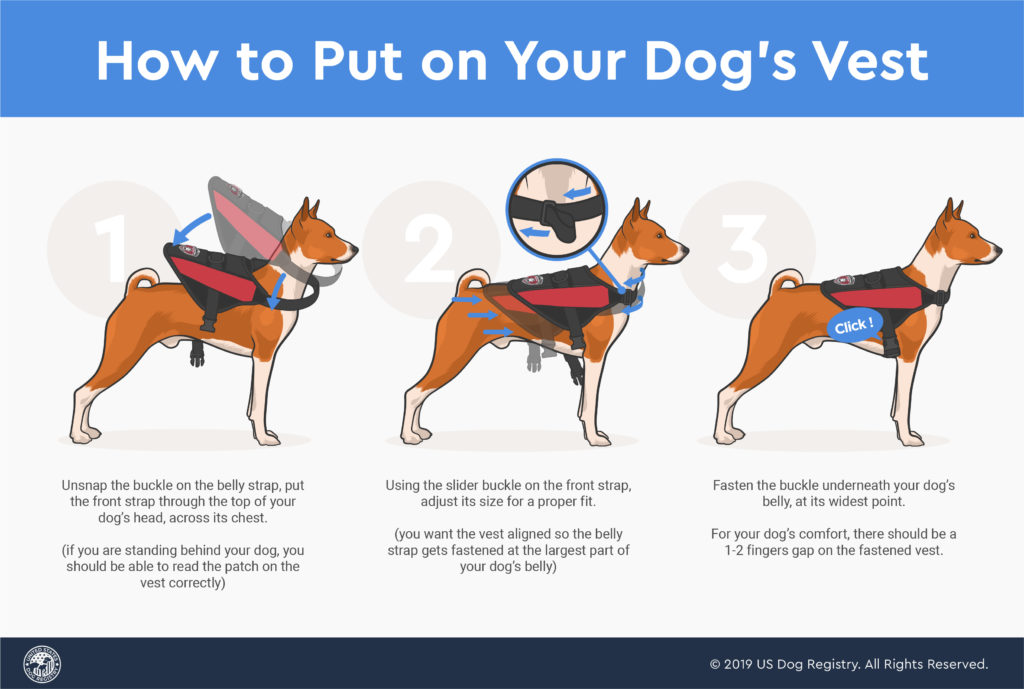 How to Put on Your Dog's Vest US Dog Registry